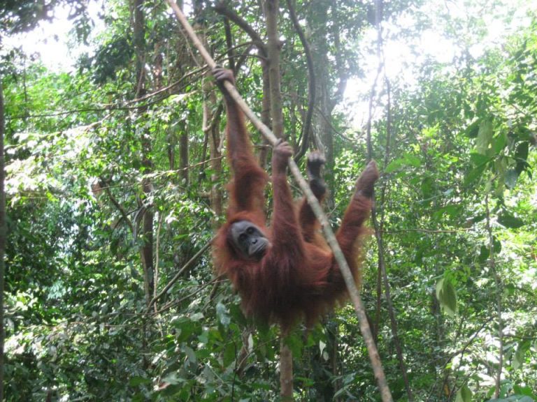 Sumatran orangutan in Bukit Lawang