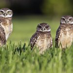 Five southern burrowing owls. Credit: Flickr