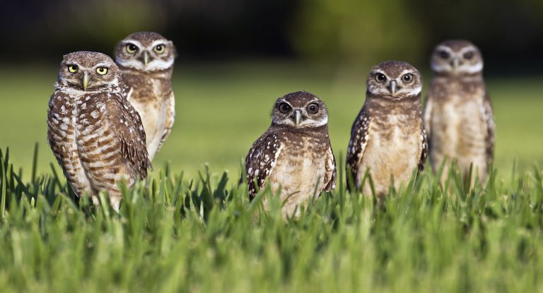 New tool developed by UBC researchers helps conservationists make smarter decisions