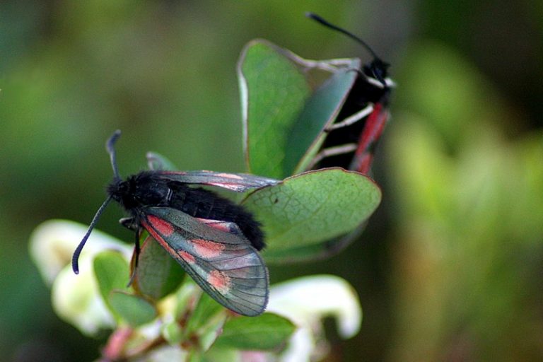 Global warming pushing alpine species higher and higher