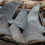 Seized dried shark fins are displayed during a Hong Kong Customs and Excise Department presentation at Kwai Chung Customhouse in Hong Kong, China, September 5, 2018. Credit: Jerome Favre/Handout photo
