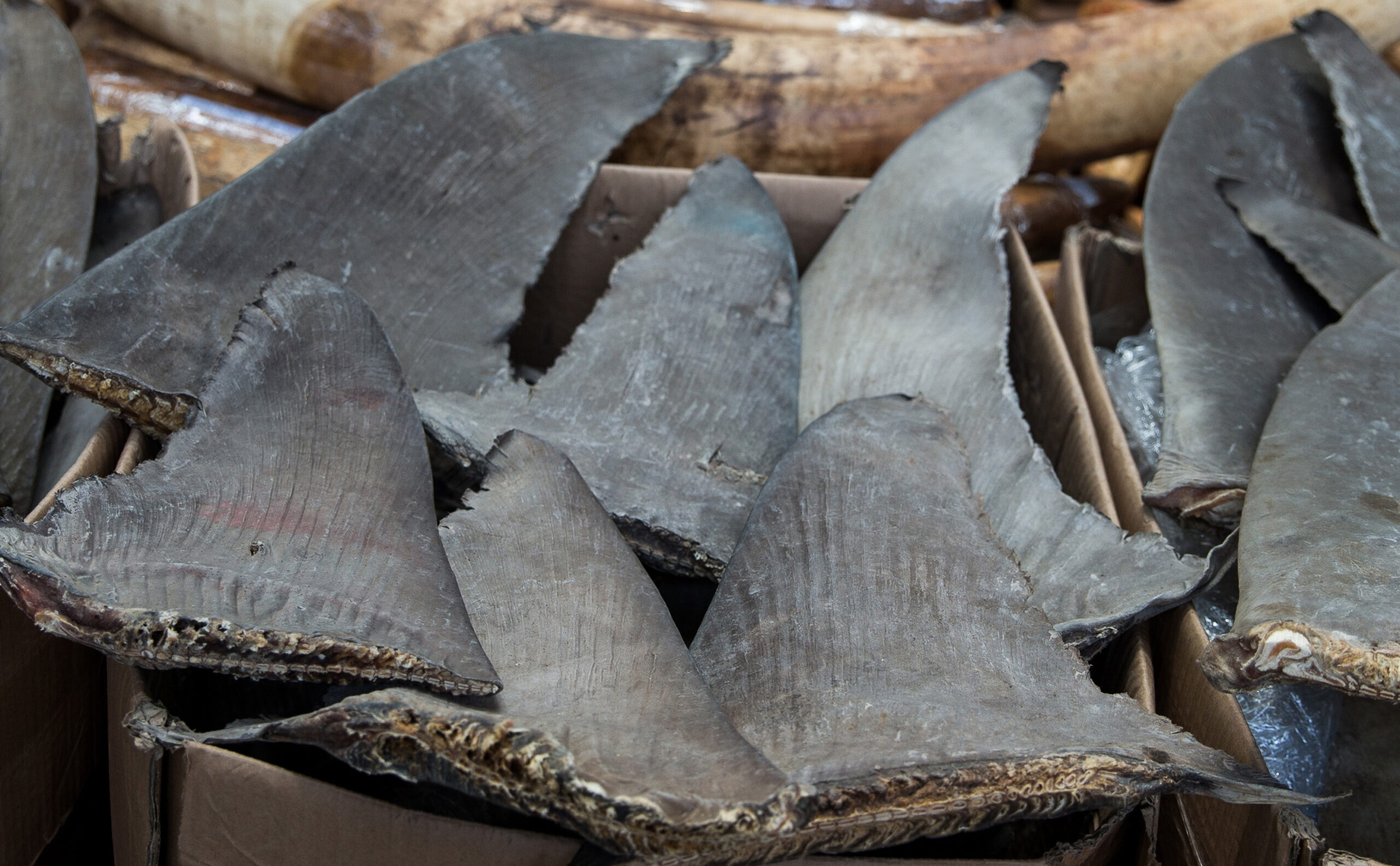 Seized shark fin and elephant ivory.