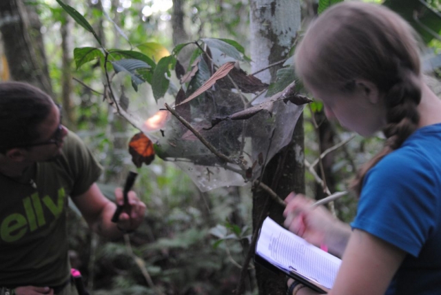 Students studying social spider nest in Ecuador