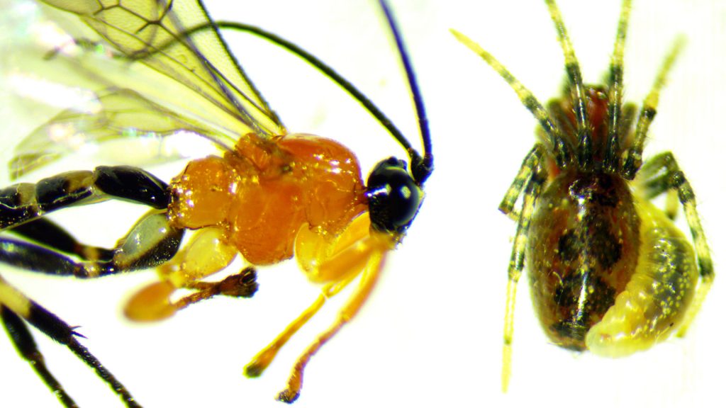 Adult stage of the parasitoid Zatypota species wasp