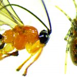 Adult stage of the parasitoid Zatypota species wasp (left); Larva of Zatypota wasp attached to the abdomen of an Anelosimus eximius spider.