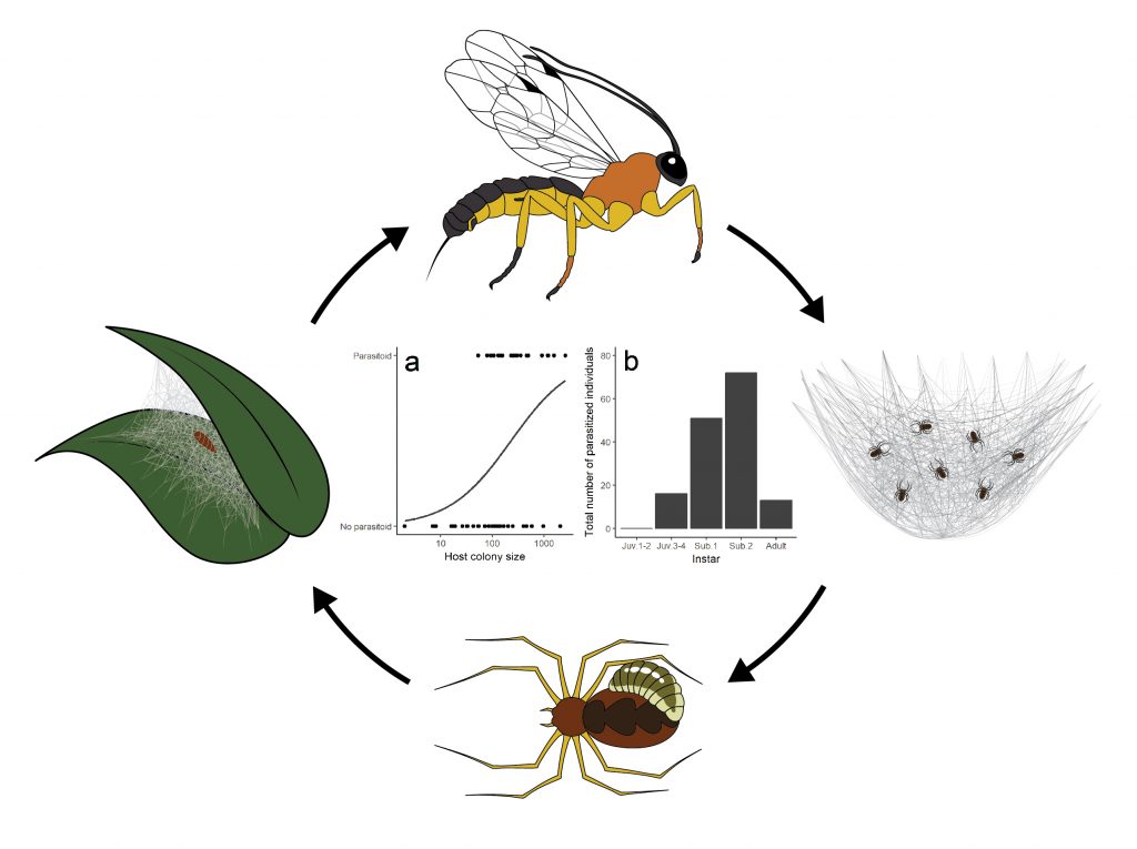 Illustration of parasitoid life cycle