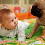 Baby’s best friend? UBC researchers seek families for study on dogs and infants