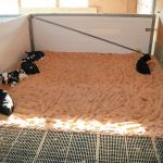 Researchers measure calves’ sociability trait by the proximity they choose between themselves and other calves in a group pen.