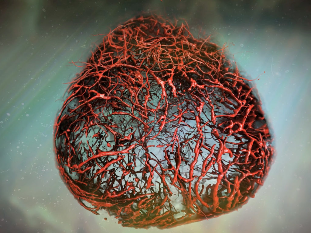 Vascular Organoid illustration