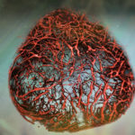 An illustration of vascular organoids, lab-made human blood vessels, based on original data.  Credit: IMBA