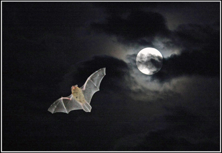 Bat flight model can inspire smarter, nimbler drones