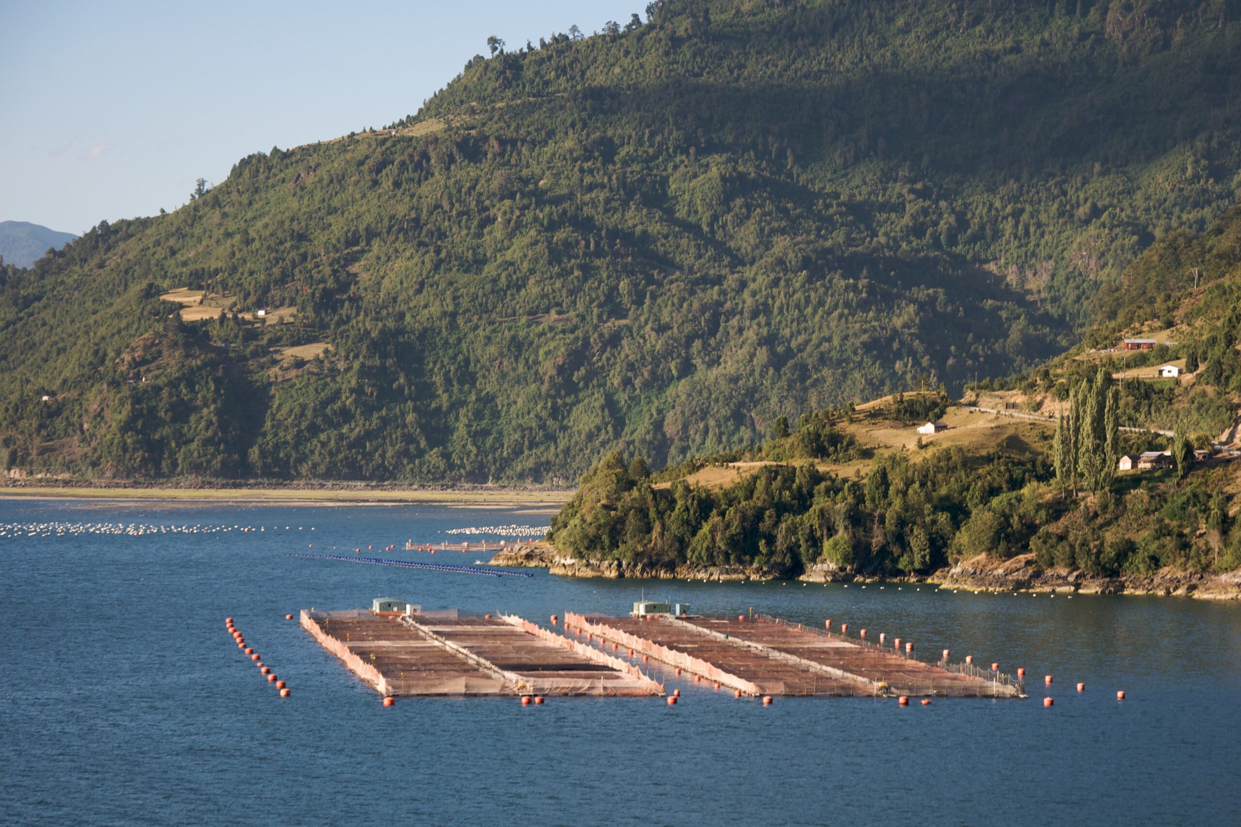 Farmed salmon pens