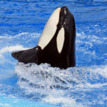 Why the southern resident killer whales should have the same rights as people