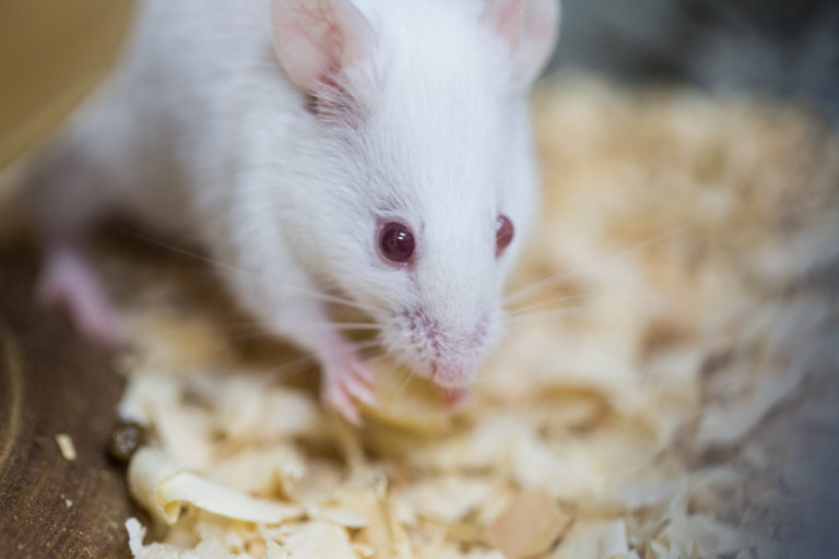 Good mousekeeping: en suite bathroom makes for happier mice