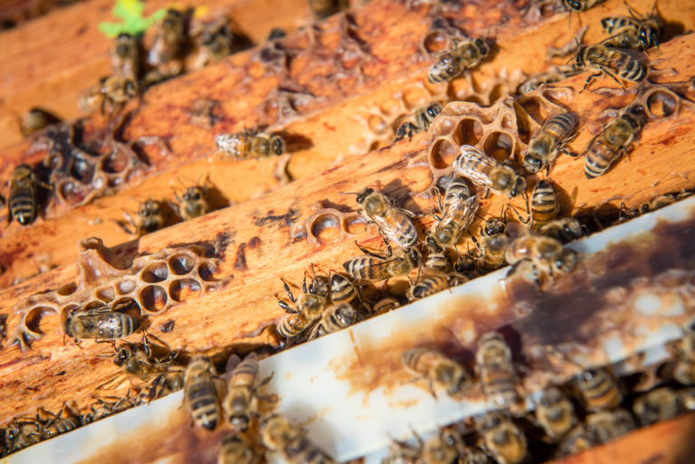 Matchmaking for healthier bees