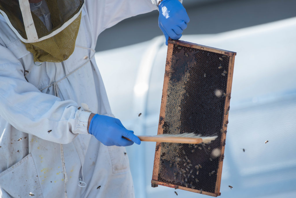 Foster working with bees at UBC