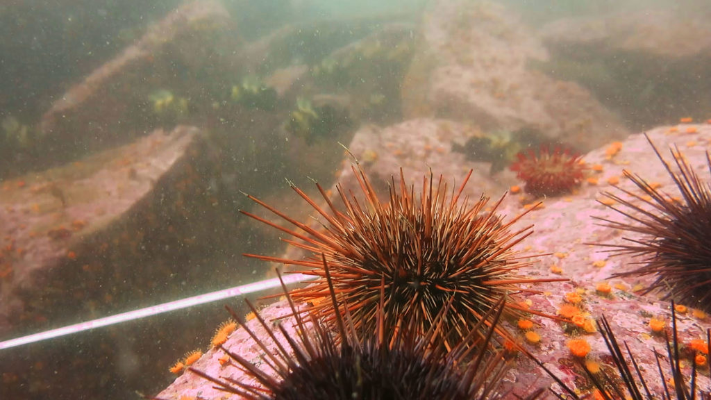Coralline algae in a sea urchin barren