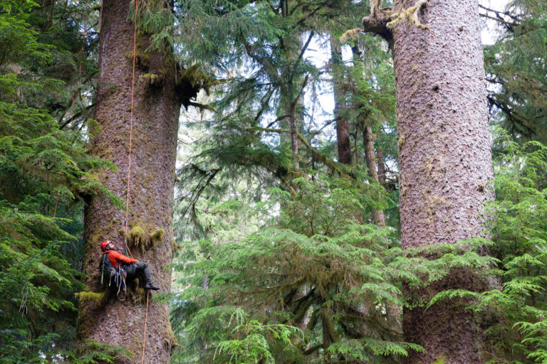 UBC scientists find high mutation rates generating genetic diversity within huge, old-growth trees