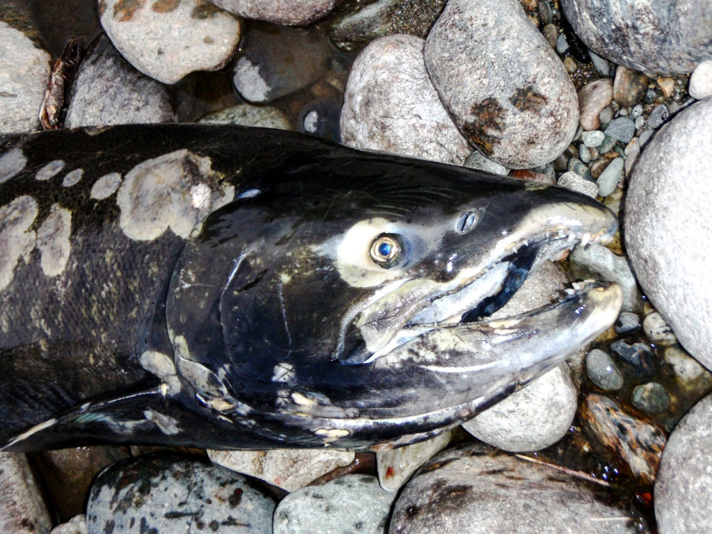 Chinook salmon found dead