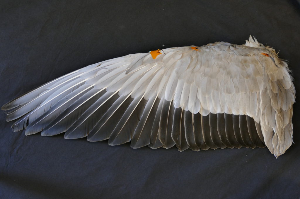 Spread wing from a bar-headed goose