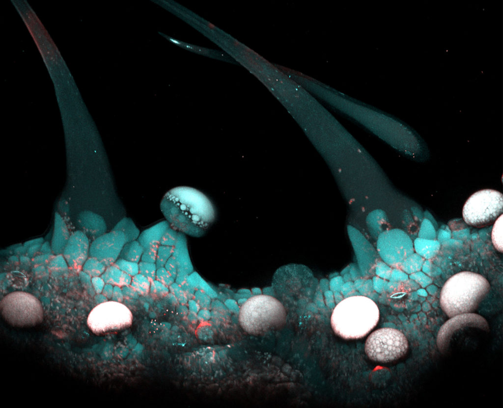 Multi photon microscopy image of glandular trichomes