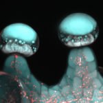 Multiphoton microscopy image of stalked glandular trichome. Credit: Samuels Lab/UBC