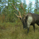 Caribou on an unrestored seismic line. Credit: UBC Faculty of Forestry