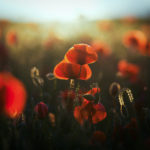 UBC experts on Remembrance Day