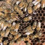 Although honey bees are quite resilient compared to other non-social insects, they are a useful proxy because they are managed by humans all over the world and are easy to sample.