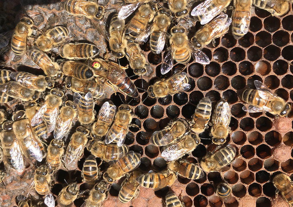 Honey bees could help monitor fertility loss in insects due to climate change