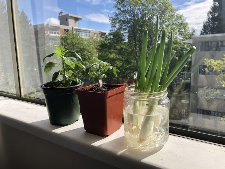 Q&A: How to regrow plants from kitchen scraps (and nourish your soul)