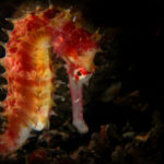 A thorny seahorse photographed in Indonesia. Credit: Rudi Rombouts/GuyLian