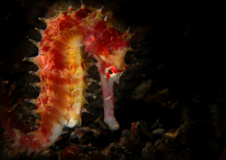 UBC seahorse expert wins top animal conservation award