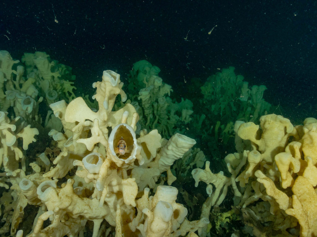 Glass sponges in Howe Sound