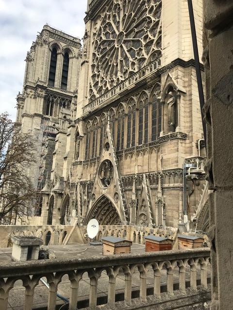 Hives on Notre-Dame sacristy rooftop