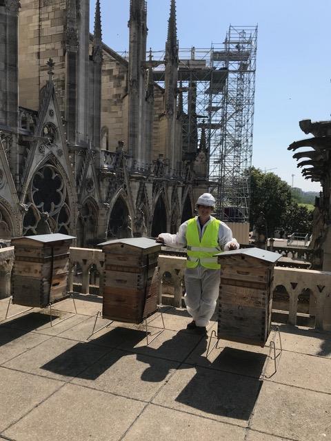Photo of Notre Dame hives featuring co-author Sibyle Moulin and scaffolding in background