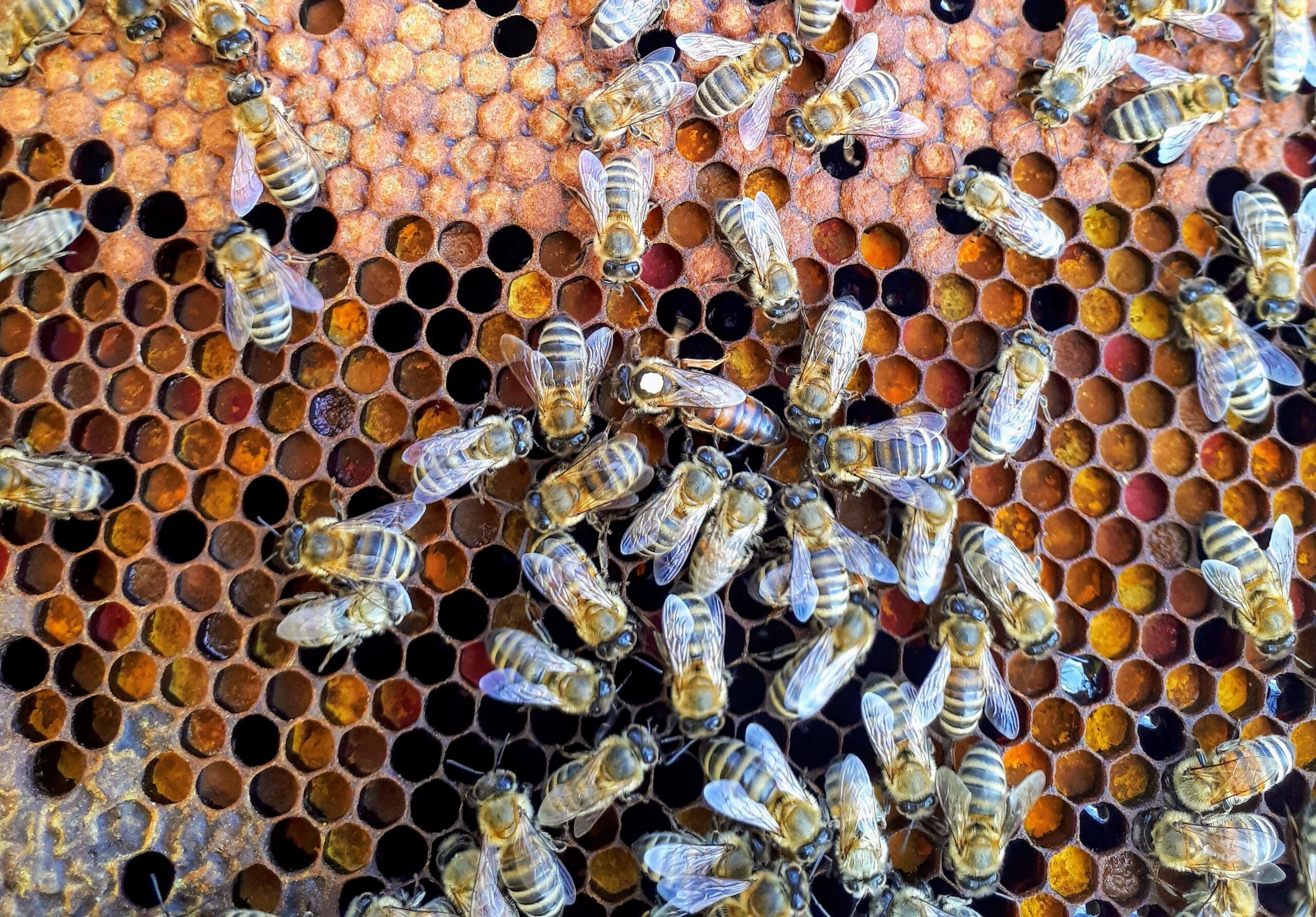 Honeybees