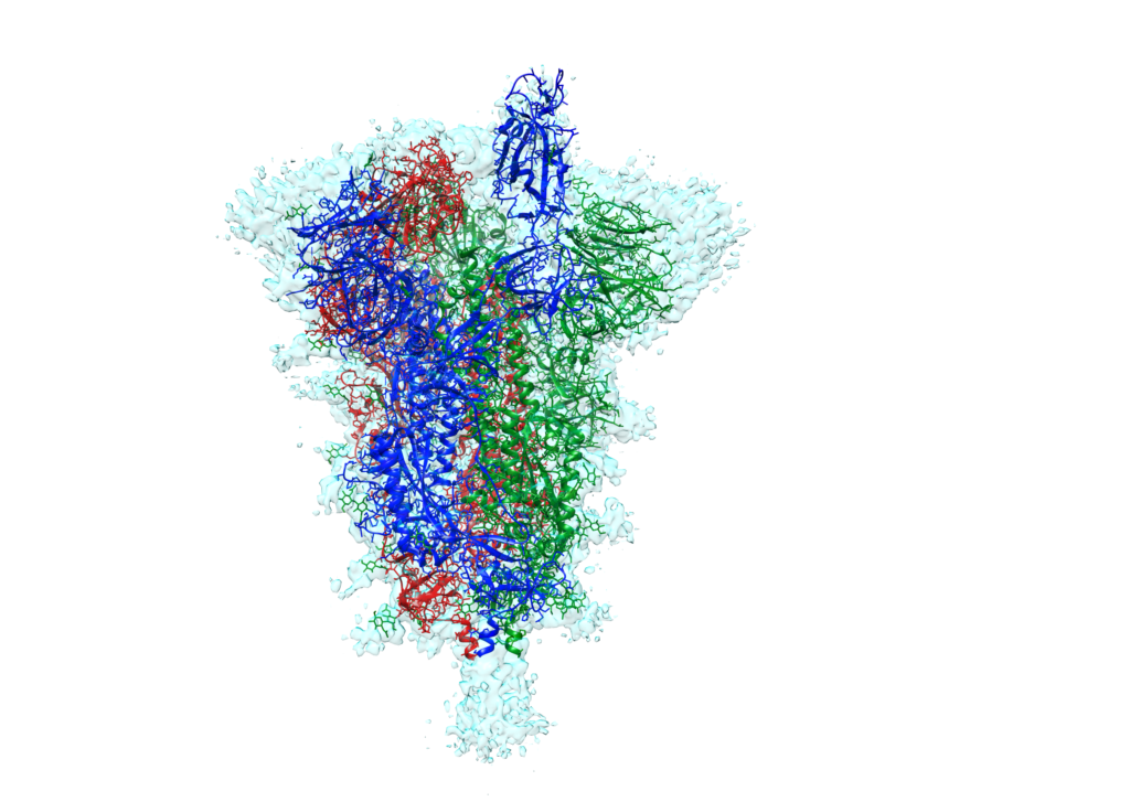 Atomic model of the COVID-19 spike protein, captured using cryo-electron microscopy technology at UBC