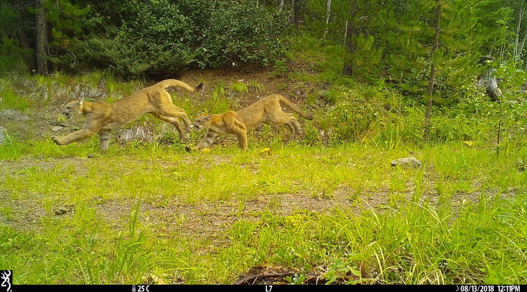 Camera traps show impact of recreational activity on wildlife
