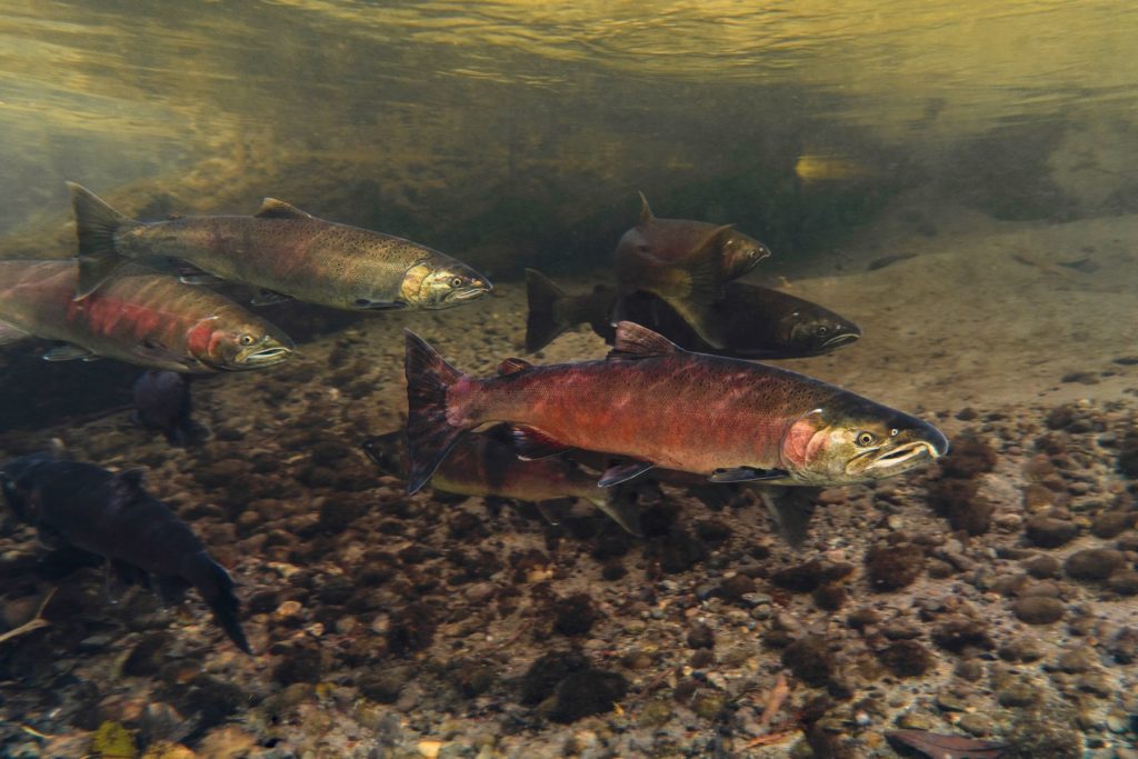 Fraser River salmon