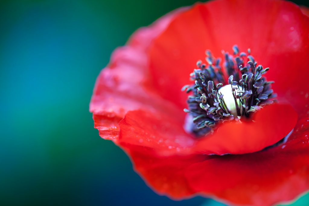 UBC experts on Remembrance Day