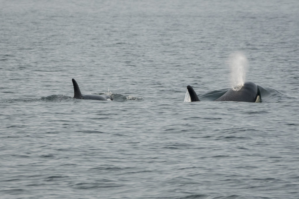 Southern resident killer whale J50 follows her mother, J16