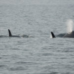Southern resident killer whale J50 follows her mother, J16, in the Salish Sea in August 2018. Credit: Katy Foster/NOAA Fisheries