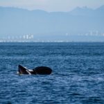 Pacific killer whales are dying — new research shows why