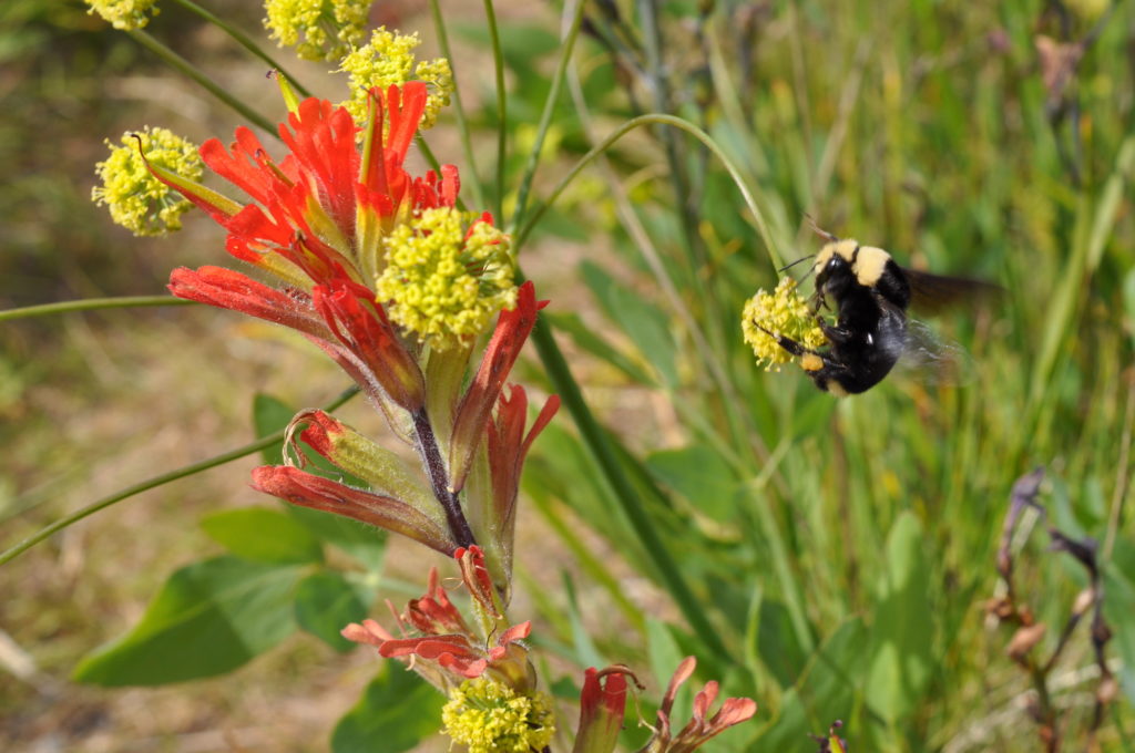 Native bumblebee feeding on rare wildflowers