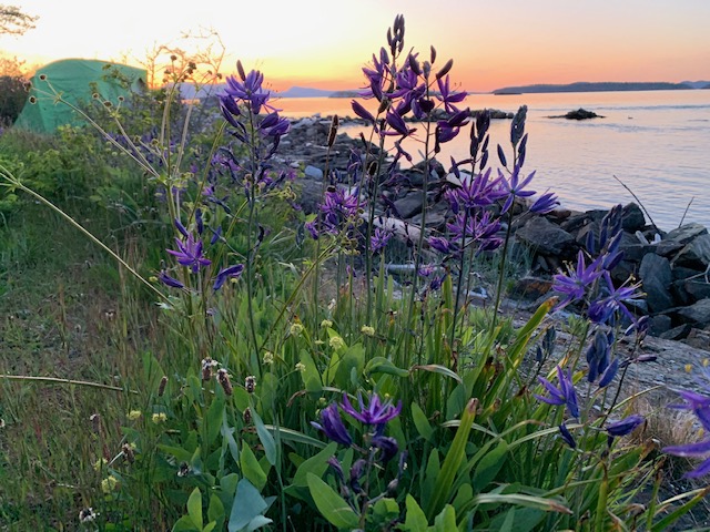 Great Camas and Indian Celery – two very important plants to Coast Salish Nations