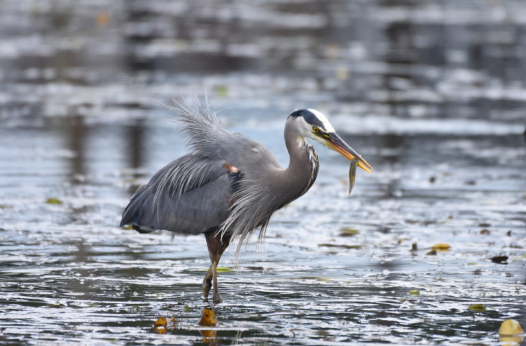 Blue herons identified as a significant juvenile salmon predator