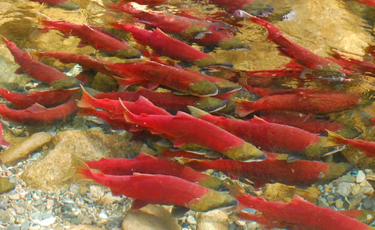 Physical fitness of wild Pacific sockeye salmon unaffected by PRV