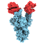 Using cryo-electron microscopy, UBC researchers have revealed the structure of the N501Y spike protein mutant, shown above (in blue) bound to two copies of the ACE2 receptor (in red).