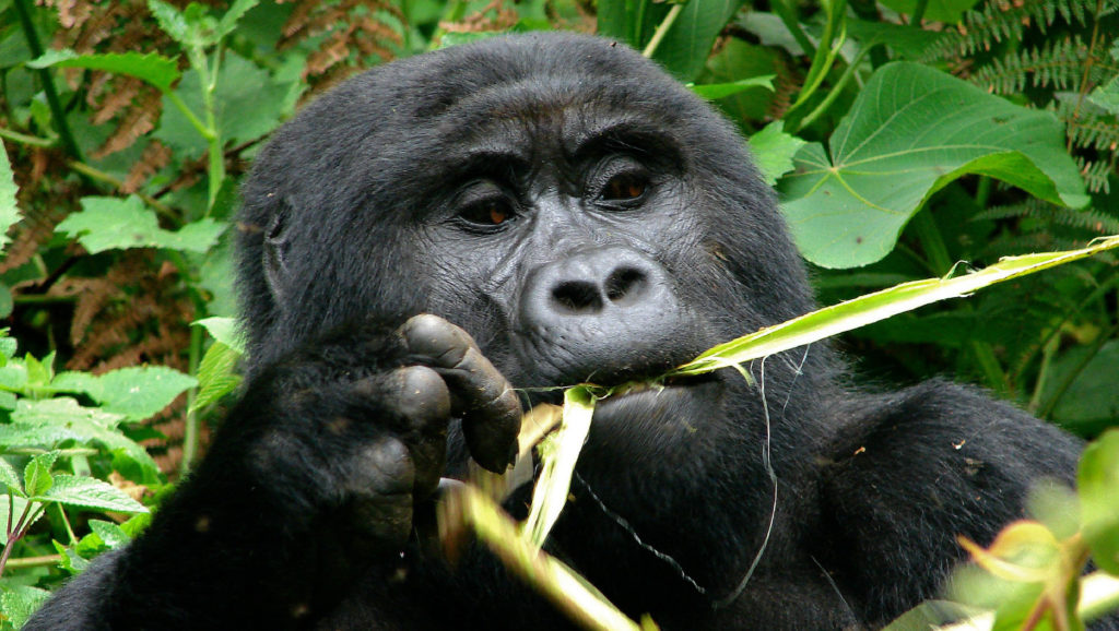 Juvenile gorilla beringei
